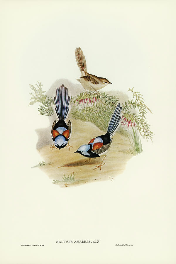 John Gould Drawing - Lovely Wren, Malurus amabilis by John Gould