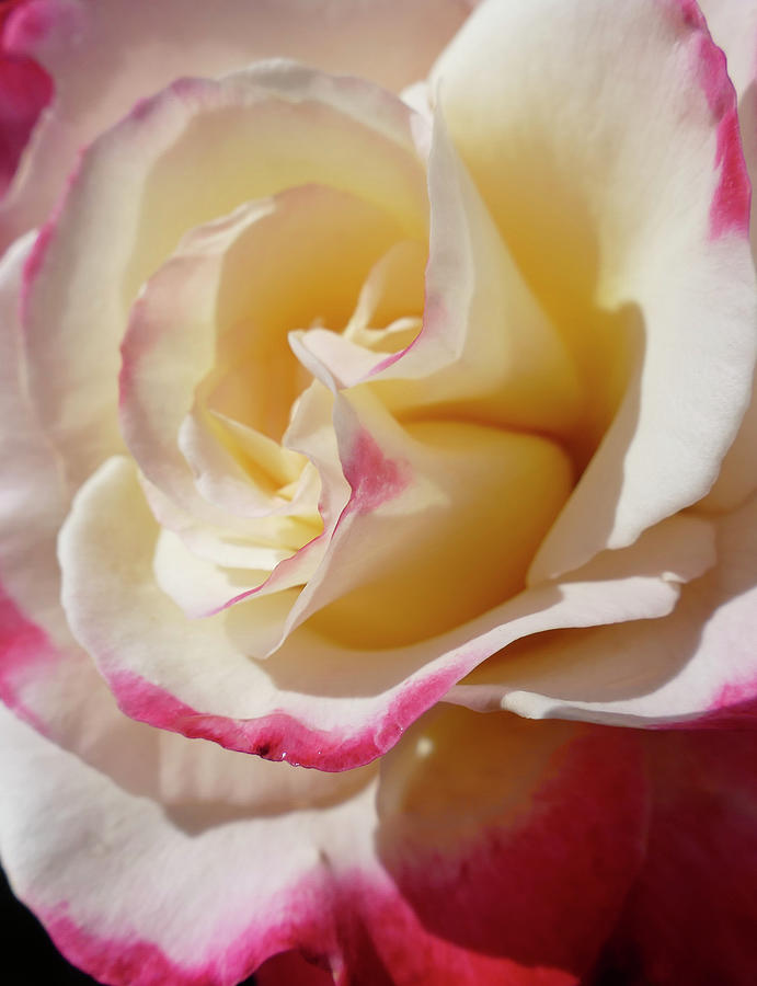Lovely yellow and pink rose Photograph by Steve Estvanik
