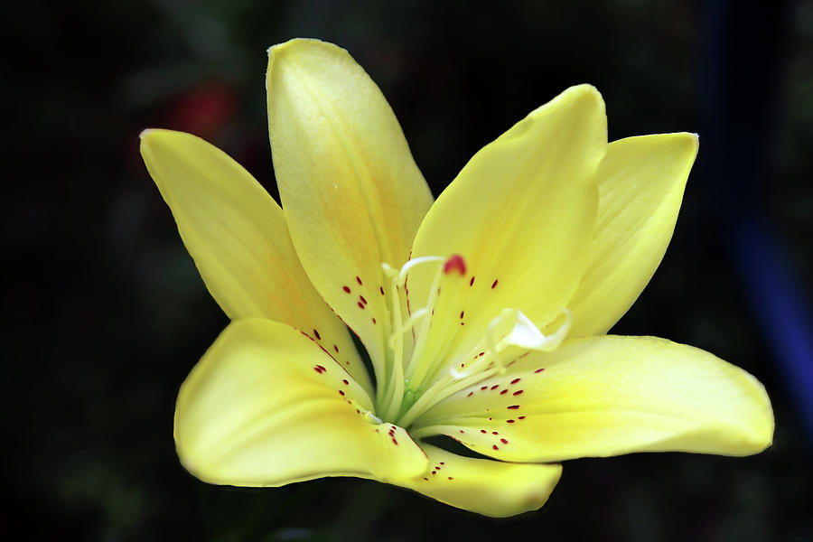 Lovely Yellow Garden Lily Closeup Photograph by Johanna Hurmerinta