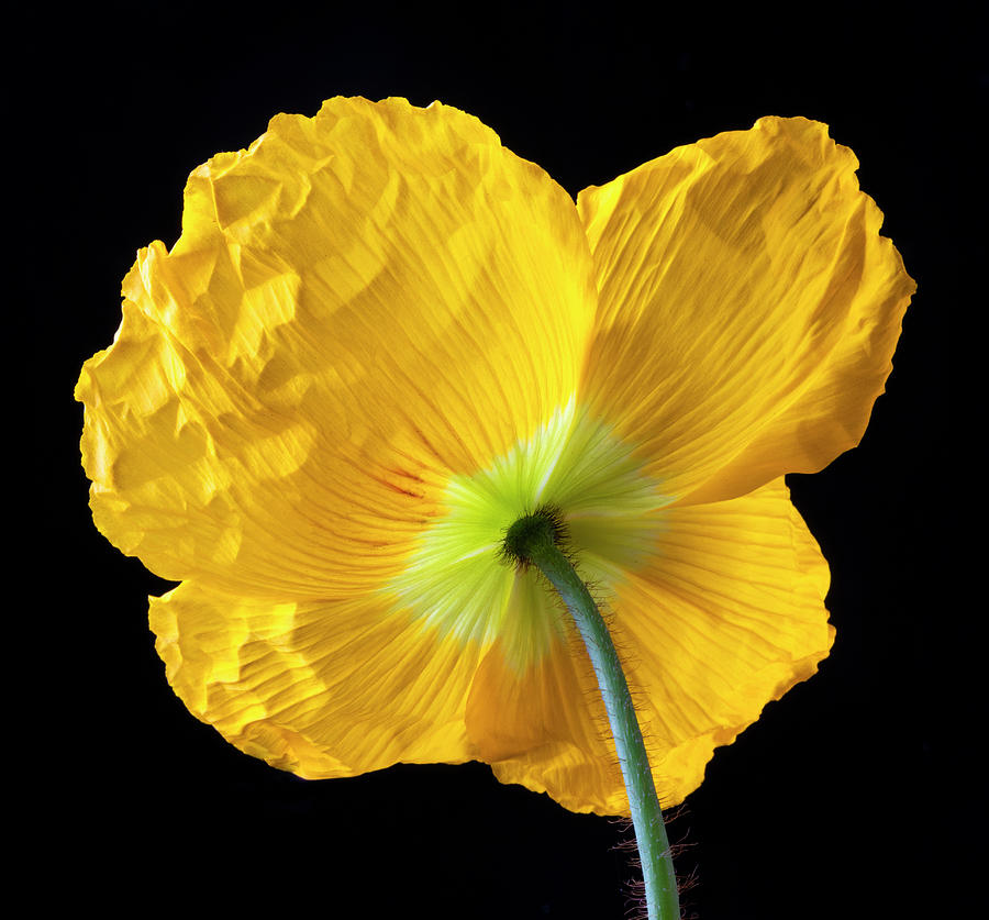 Lovely Yellow Iceland Poppy Photograph by Garry Gay - Fine Art America