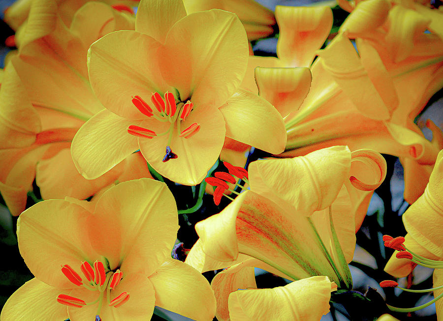 Lovely Yellow Lillies Photograph by Debra Kewley