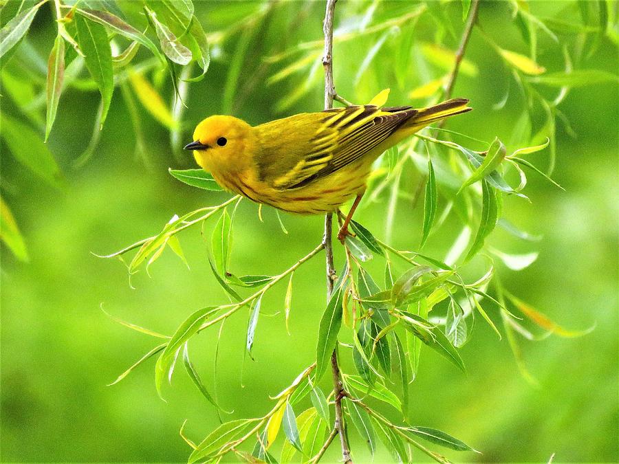 Lovely Yellow Warbler  Photograph by Lori Frisch