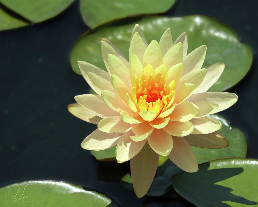 Water Lily Photograph - Lovely Yellow Water Lily by D Lee