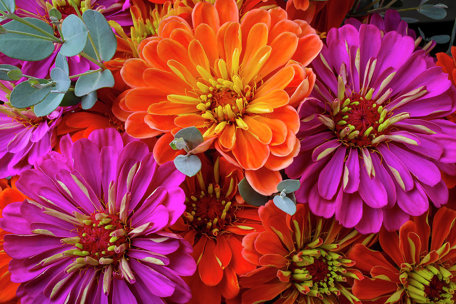 Lovely Zinnias Close Up Photograph by Garry Gay - Fine Art America