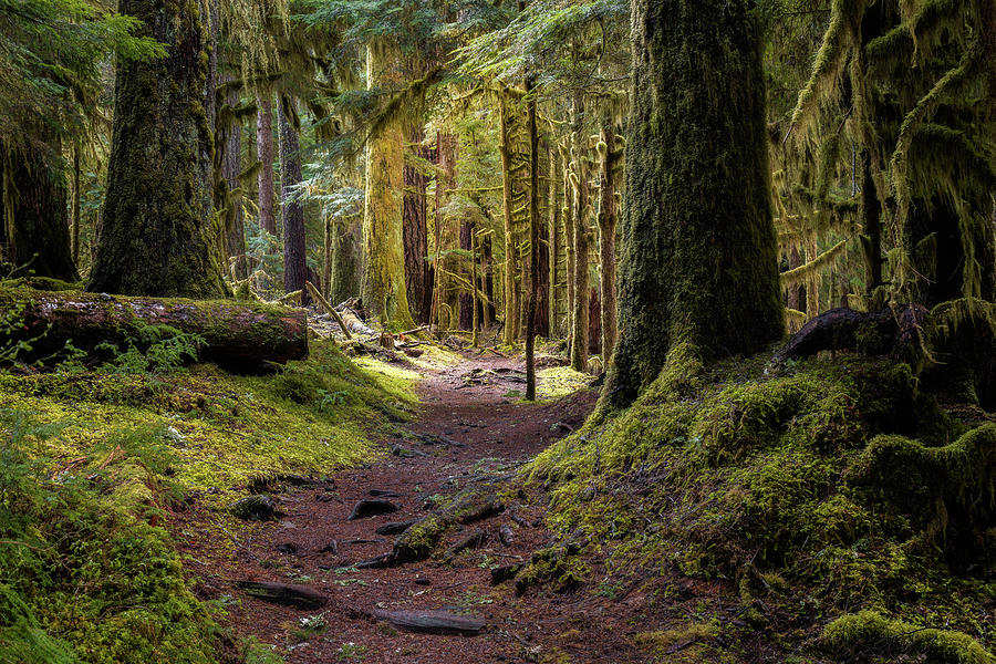 Lovers Lane Trail Sol Duc Photograph by Donnie Whitaker | Pixels