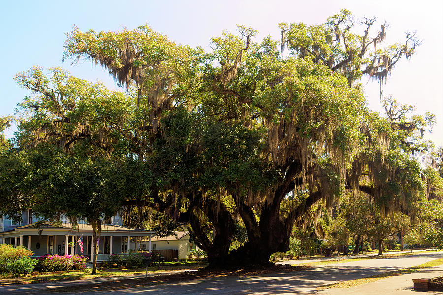 Lovers Oak in Brunswick, Georgia Photograph by Bill Swartwout Lovers Oak in Brunswick, Georgia Photograph by Bill Swartwout