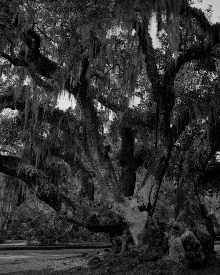 Lovers Oak Photograph by John Simmons