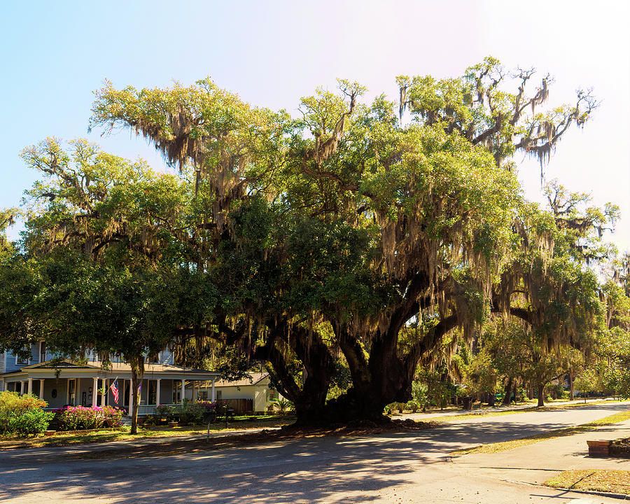 Lovers Oak Tree in Brunswick, GA Photograph by Bill Swartwout