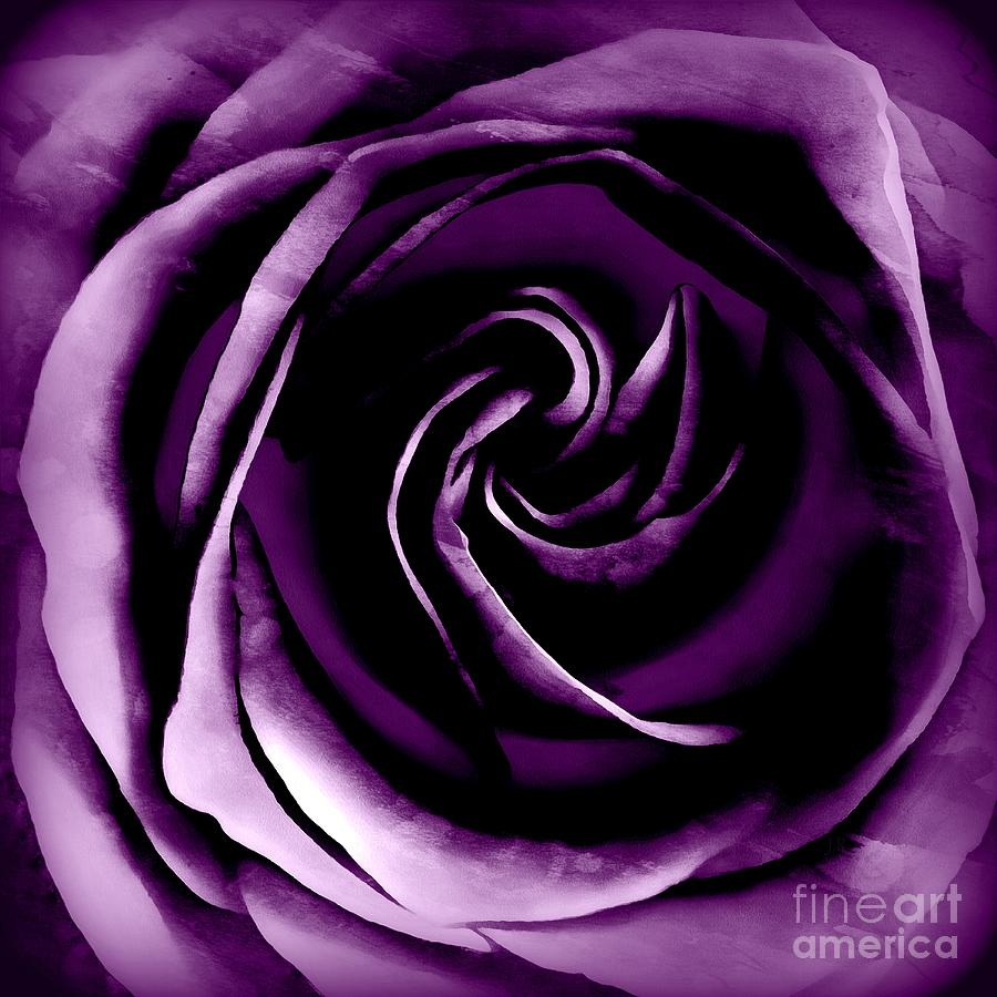 Loves Pure Passion - Purple Rose  Photograph by Janine Riley