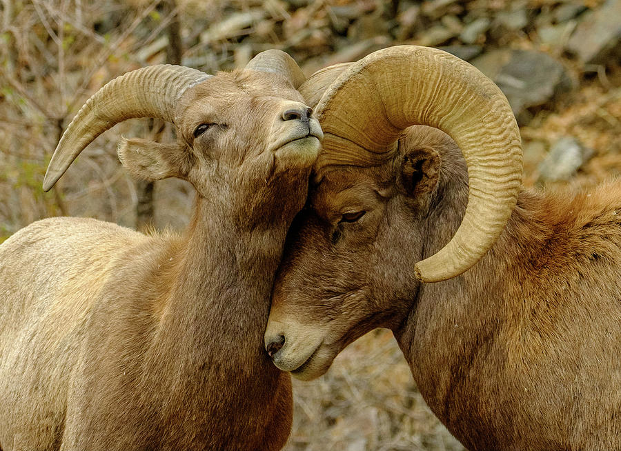 Sheep Photograph - Loving Bighorn Sheep by Alan Boucher