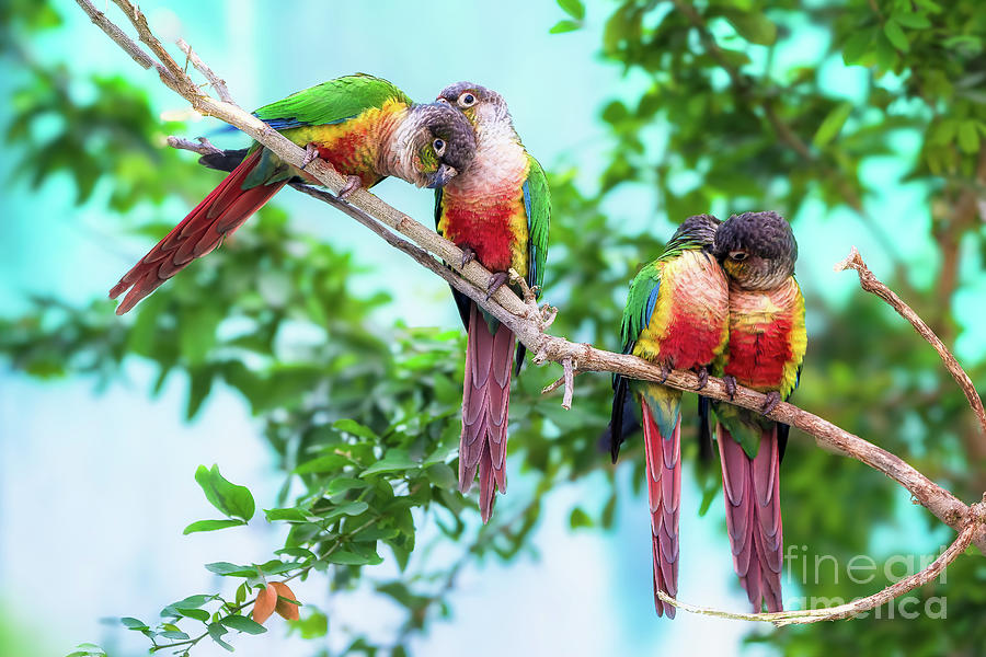 Loving birds Green Cheek Conure Photograph by Nilesh Bhange