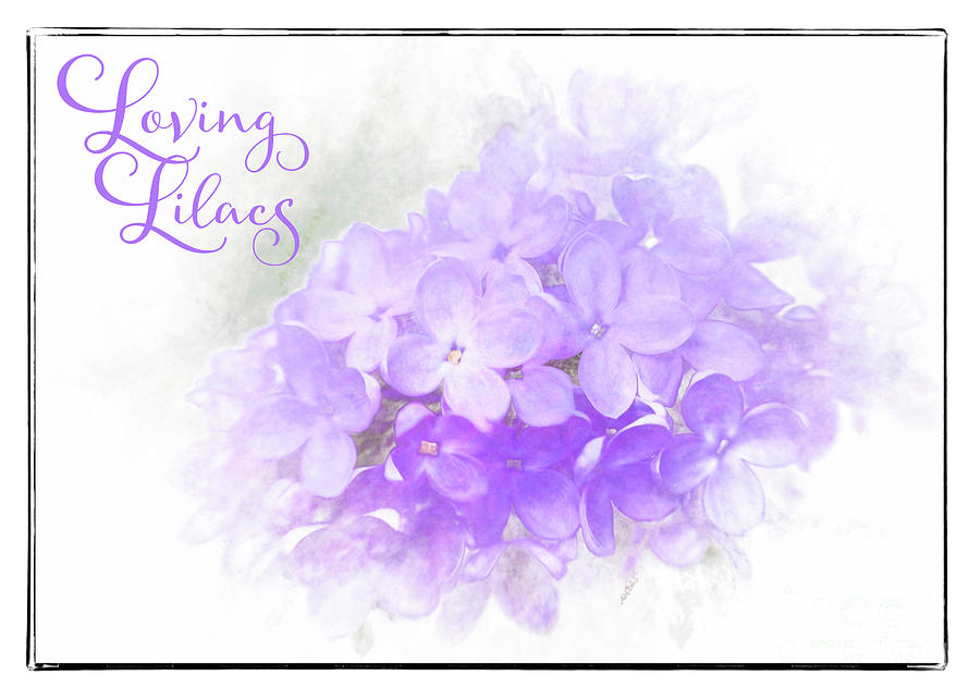 Loving Lilacs Photograph by Anita Pollak