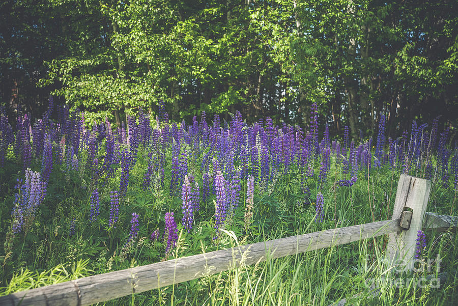 Loving Lupines Photograph by Alana Ranney