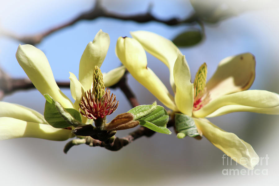 Loving Magnolias Photograph by Ash Nirale
