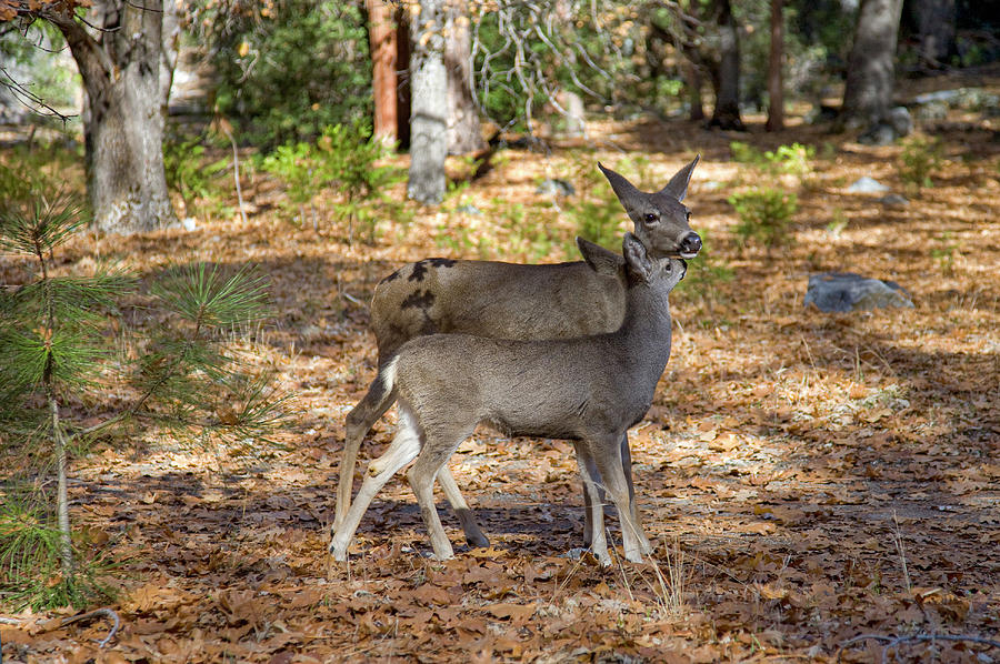 Loving Mother Deer and Fawn Photograph by Matthew Bamberg Loving Mother Deer and Fawn Photograph by Matthew Bamberg