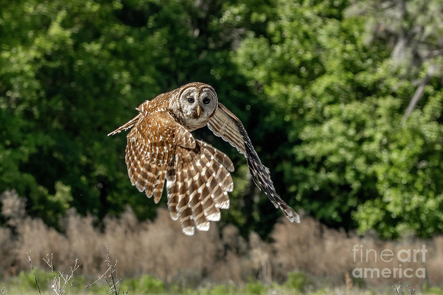 Low Altitude Owl Photograph by Tom Claud