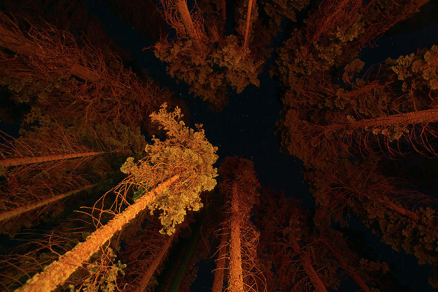 Low angle pine trees at night with stars in the sky. Photograph by Jean-Luc Farges
