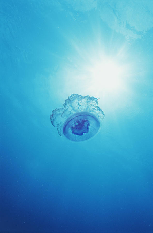 Low Angle Shot of a Jellyfish Photograph by Darryl Leniuk