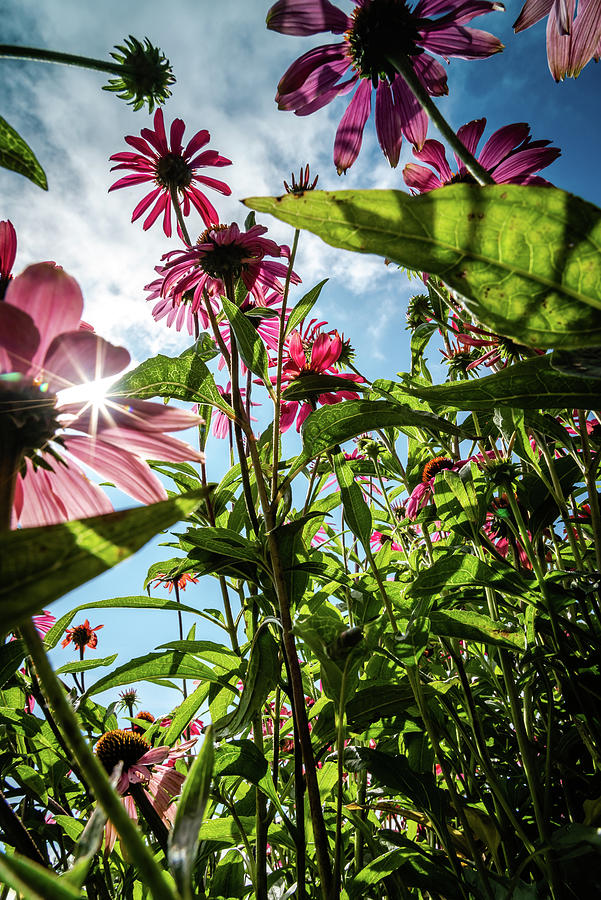 Low Angle Up Through the Flowers Photograph by Anthony Doudt