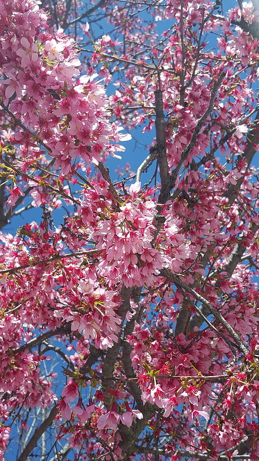 Low angle view of a cherry blossom tree Photograph by Deana Lee Andrew / Foap