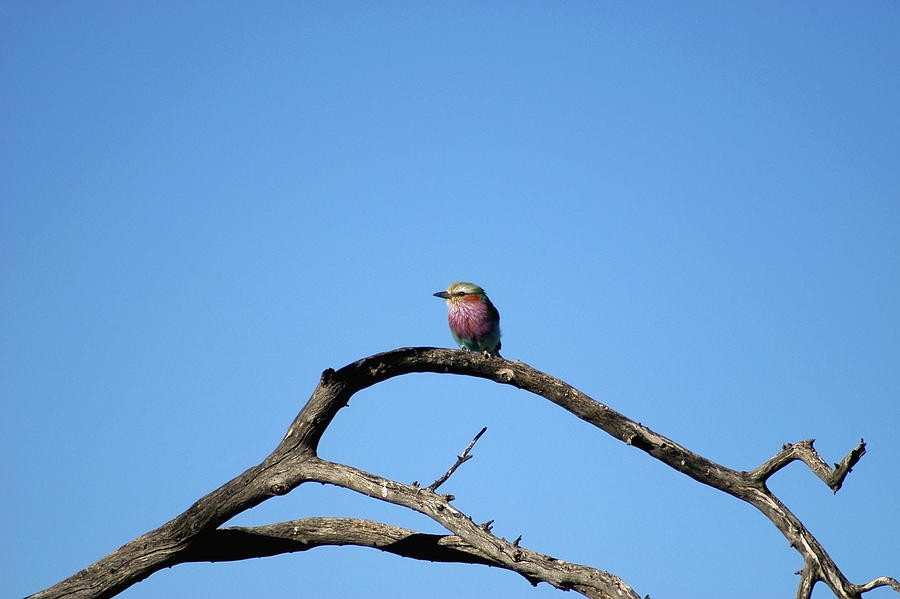 Low angle view of a Lilac-Breasted Roller (Coracias caudata) perching on a tree branch, Kalahari Desert, Botswana Photograph by Glowimages