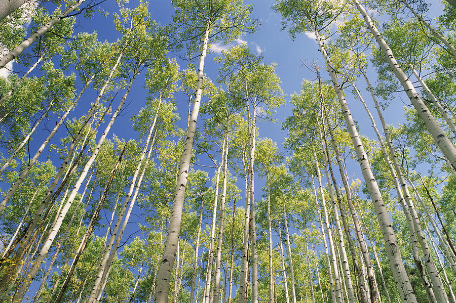 Low Angle View of Aspen Trees, Aspen, Colorado Photograph by Tony Sweet