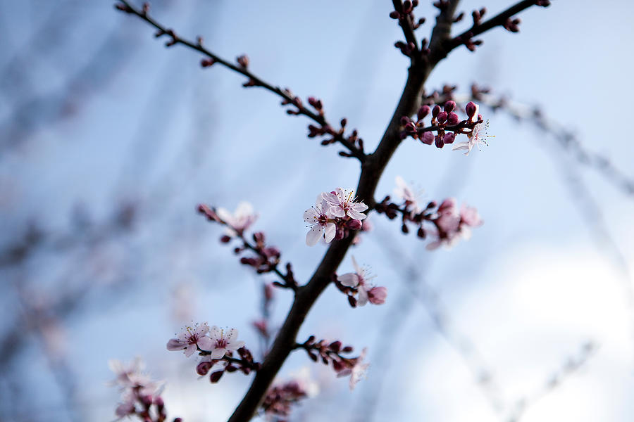 Low Angle View Of Cherry Blossom Growing On Tree Photograph by Paulien Tabak / EyeEm