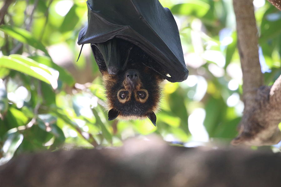 Low Angle View Of Flying Fox Hanging On Tree Photograph by Peter Schaefer / EyeEm Low Angle View Of Flying Fox Hanging On Tree Photograph by Peter Schaefer / EyeEm