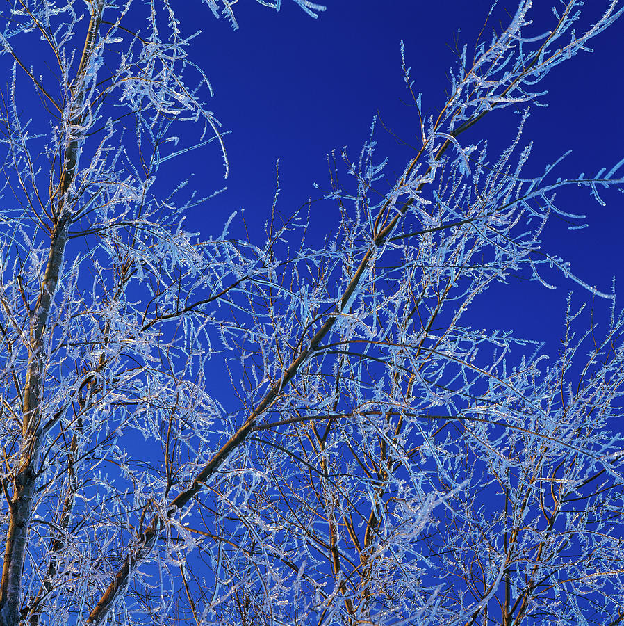 Low angle view of ice on bare tree branches, blue sky, Iowa, USA. Photograph by Panoramic Images