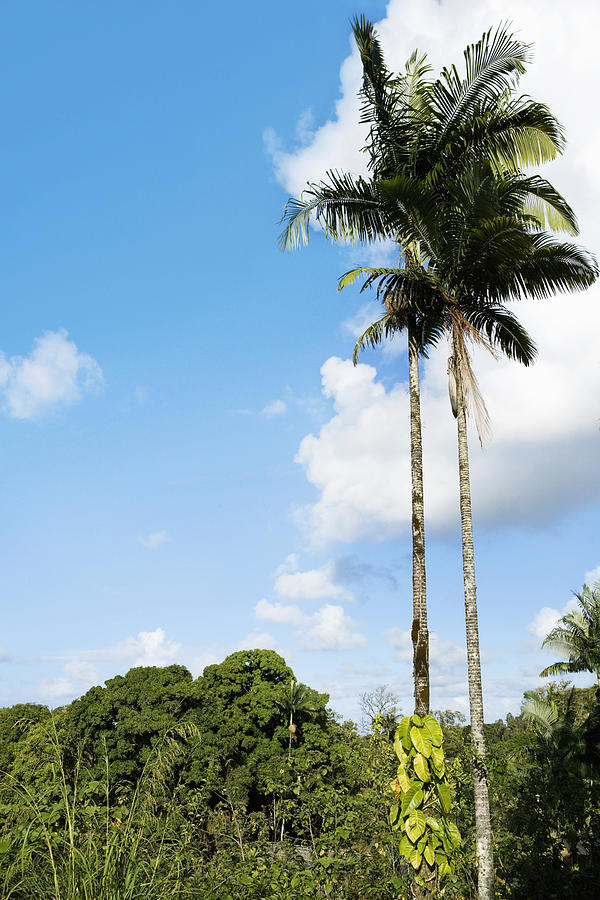 Low angle view of palm trees, Hilo, Big Island, Hawaii Islands, USA Photograph by Glowimages