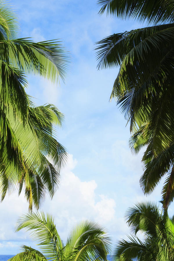 Low angle view of palm trees under blue sky Photograph by Jacobs Stock Photography Ltd