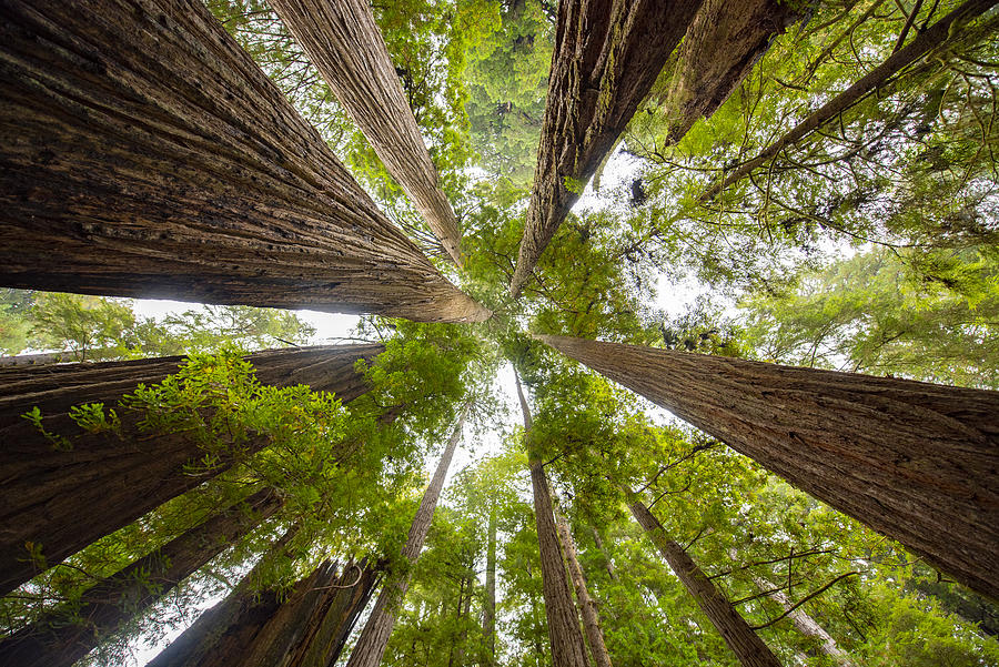 Low Angle View Of Sequoia Trees In Forest, California. USA. Photograph by Carmen Martínez Torrón