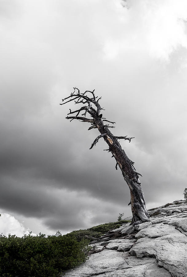 Low Angle View Of Tree Against Sky Photograph by Christian Soldatke / EyeEm Low Angle View Of Tree Against Sky Photograph by Christian Soldatke / EyeEm