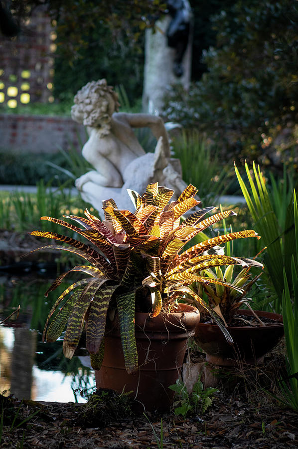 Low Country Garden Magic Photograph by Suzanne Gaff