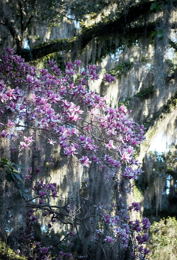 Magnolia Movie Photograph - Low Country Magic  by Suzanne Gaff