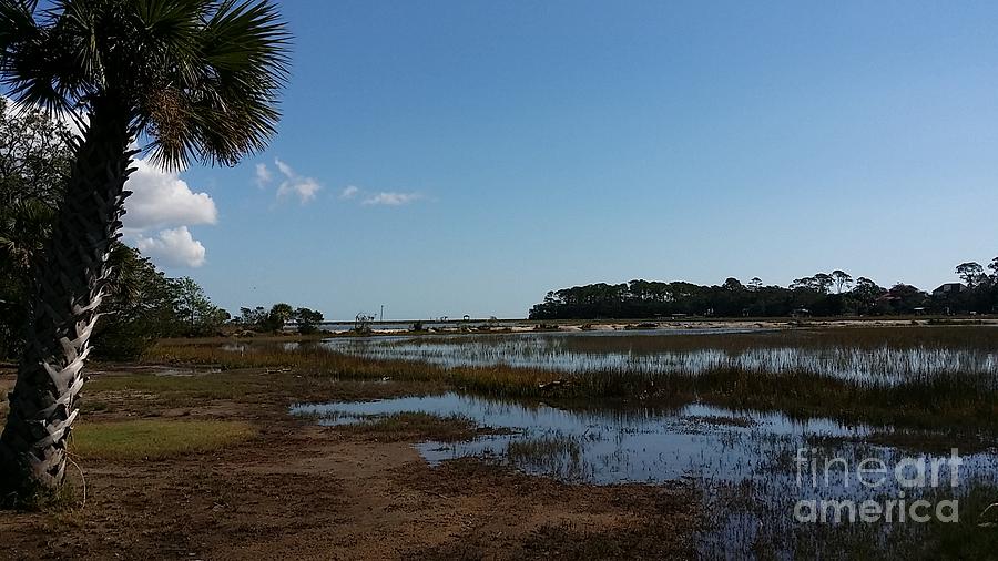 Low  Country Marshland Photograph by Catherine Wilson