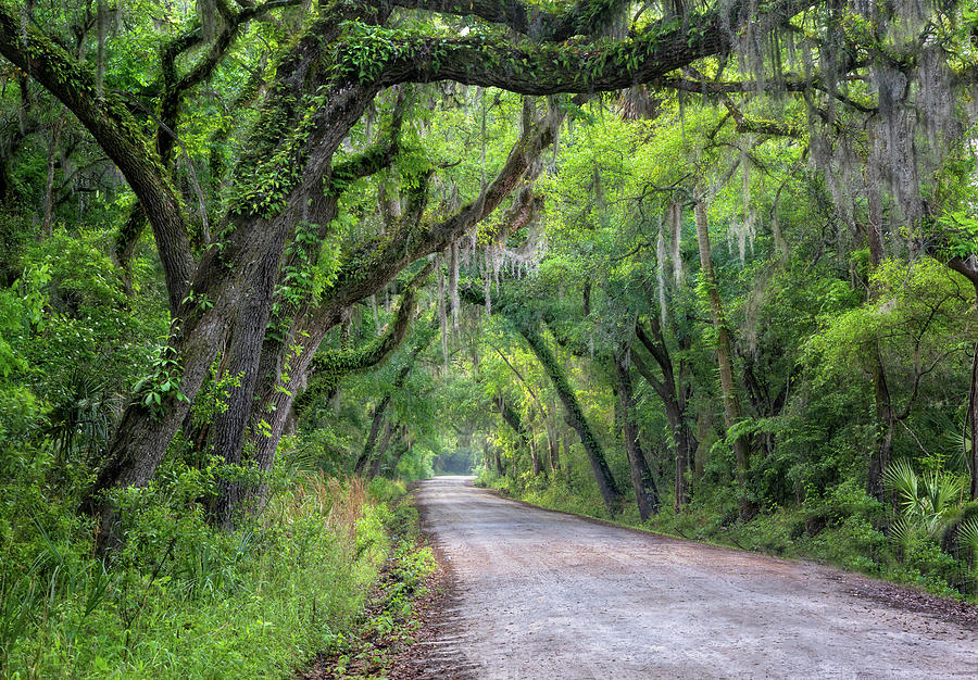 Low Country Road  Photograph by James Woody