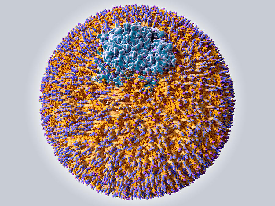 Low density lipoprotein particle Drawing by Juan Gaertner/science Photo Library Low density lipoprotein particle Drawing by Juan Gaertner/science Photo Library