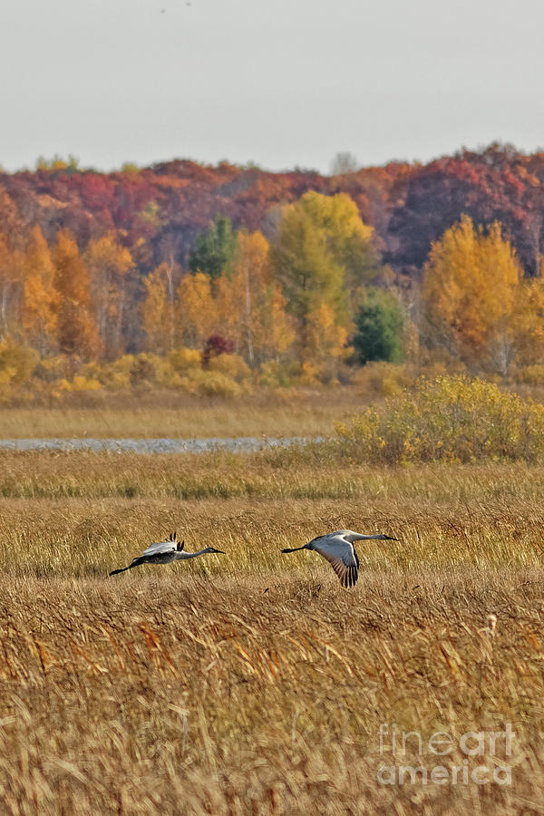 Low Flight of Sandhill Crane Over Autumn Marsh Photograph by Natural Focal Point Photography