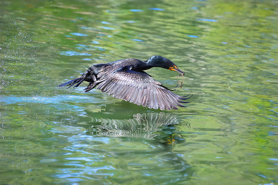 Low Flying Cormorant Photograph by Donna Kennedy