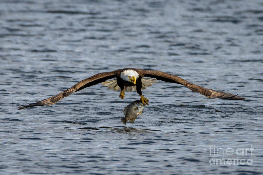 Low Flying Eagle with Fish Photograph by Tom Claud