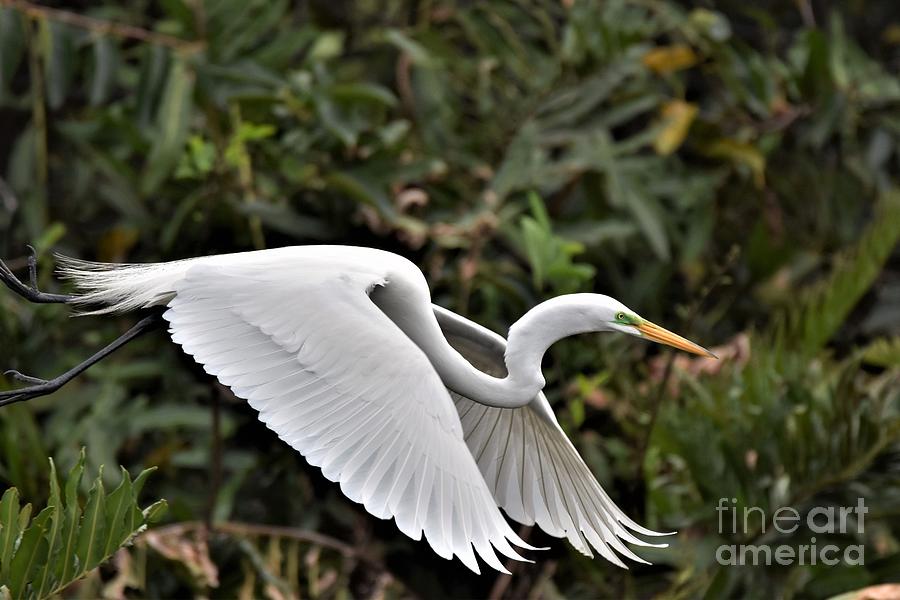 Low Flying Egret Photograph by Julie Adair