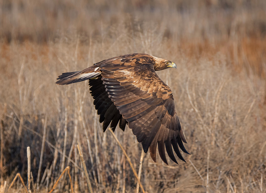 Low Flying Golden Eagle Photograph by Loree Johnson