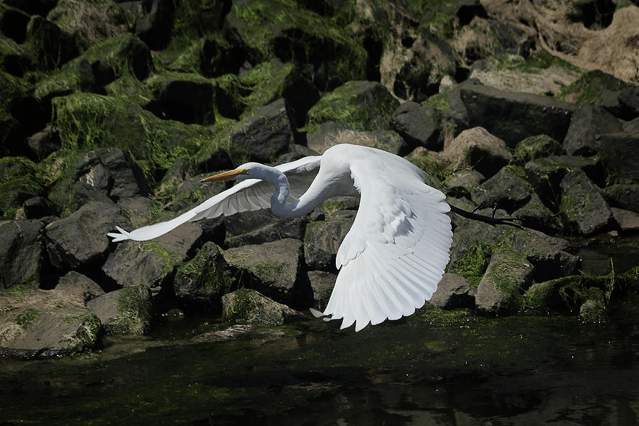 Low Flying Great Egret Photograph by Morgan Wright