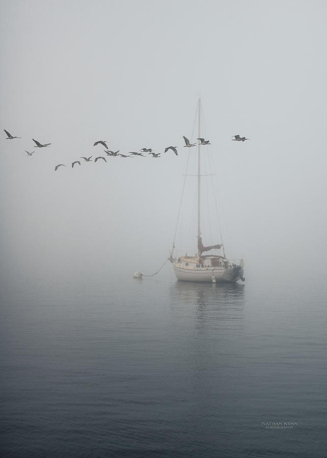 Bird Photograph - Low Flying In Fog by Nathan Kenn