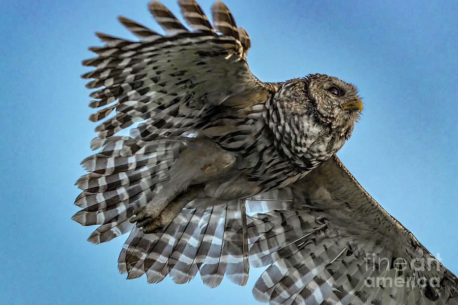 Low Flying Owl Photograph by Tom Claud