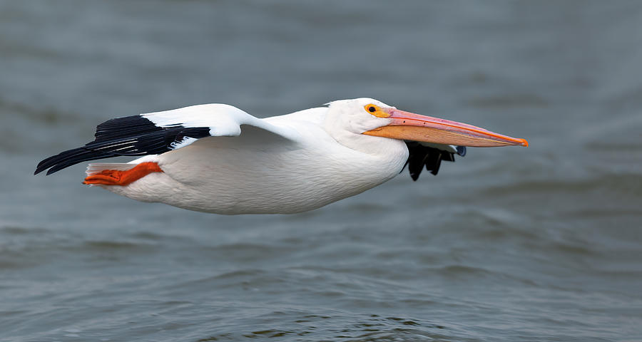 Low Flying Pelican Photograph by Gary Langley