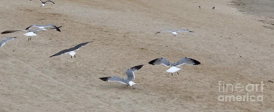Low Flying Seagulls Photograph by Catherine Wilson