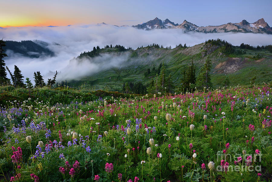 Low Fog and Wildflowers in Mount Rainier National Park Photograph by Tom Schwabel