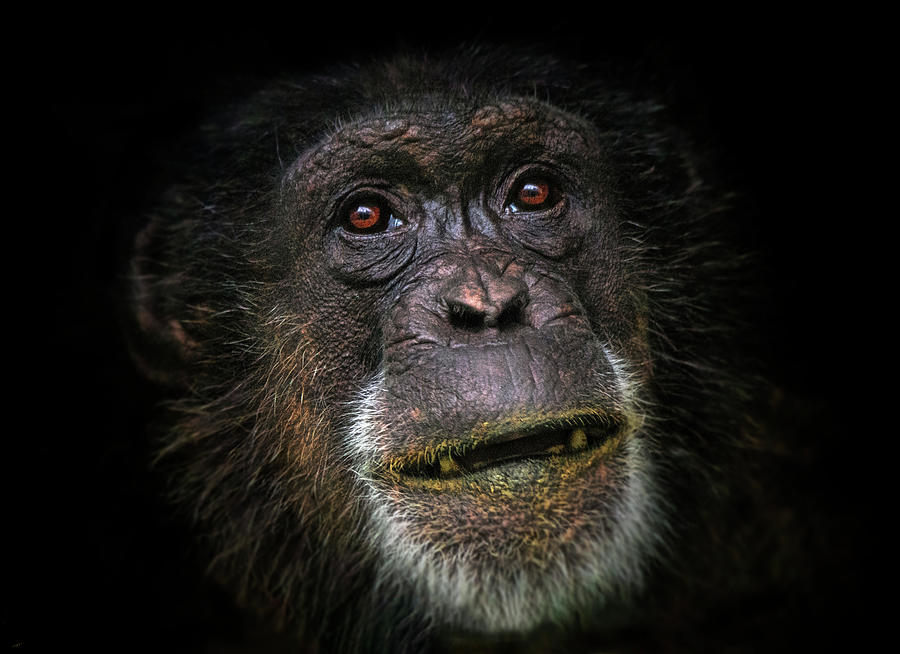 Low Key Chimp portrait Photograph by Gareth Parkes